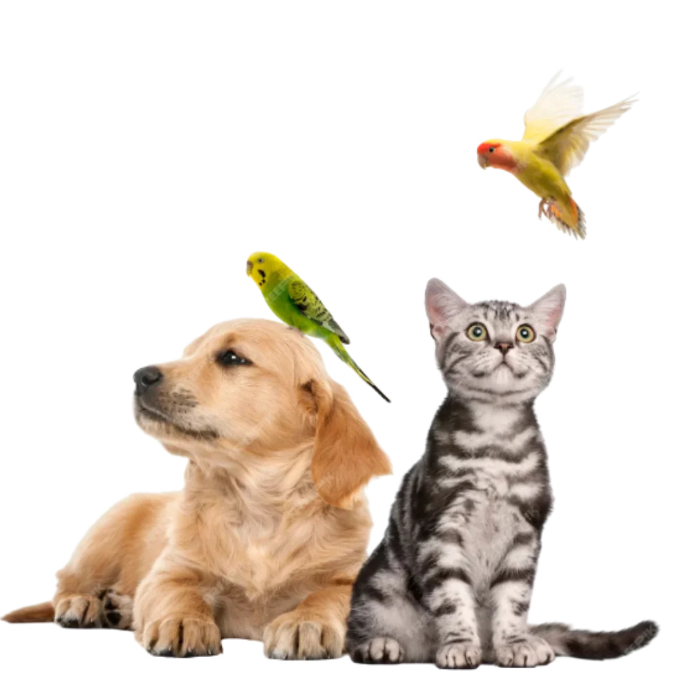 Clínica Veterinária 24 horas em São Lourenço