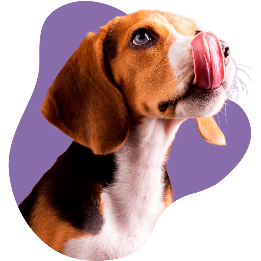 Clínica Veterinária 24 horas em São Lourenço